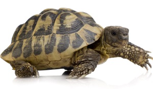Griekse landschildpad