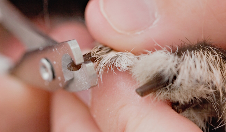 Nagels knippen bij konijnen