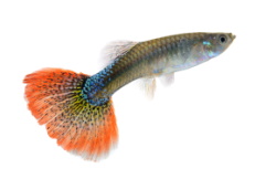 Guppy