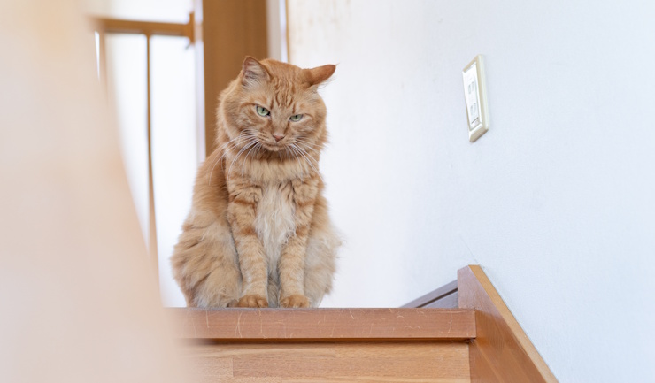Artrose bij katten