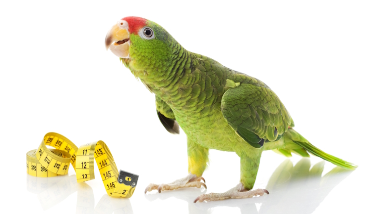Overgewicht bij vogels