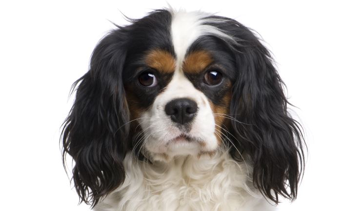 Cavalier King Charles Spaniel