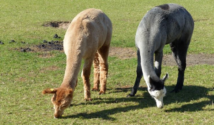 Lama en alpaca
