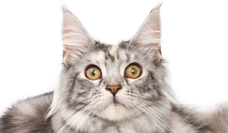 Maine Coon
