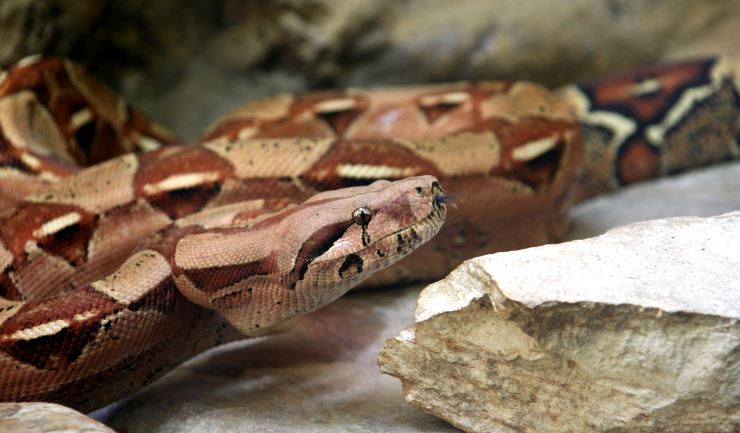 Boa constrictor