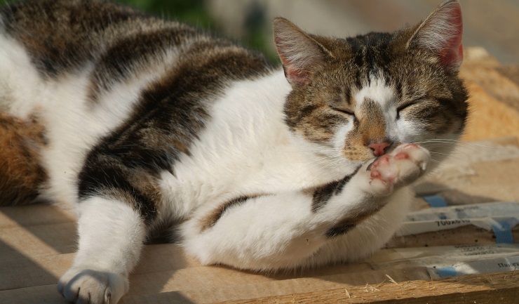 International Cat Day