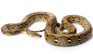 Netpython