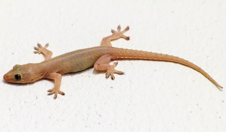 Spreekbeurt Aziatische huisgekko
