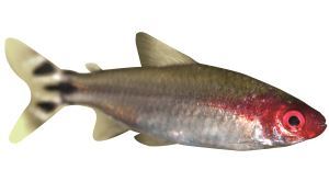Roodkopzalm