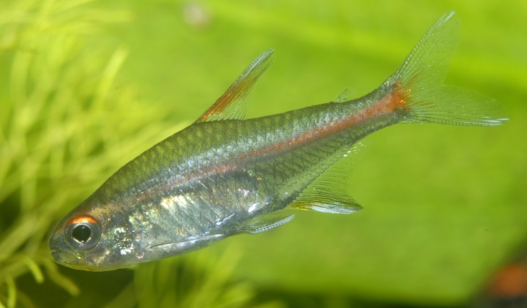 Vuurneon