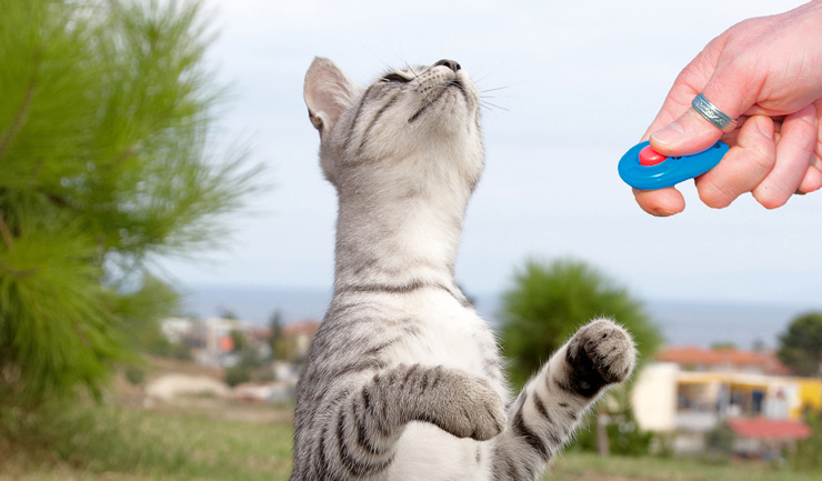 Trainen van een kat