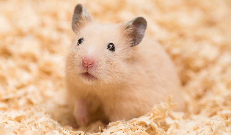 Ook konijnen en hamsters zijn mogelijk gevoelig voor Corona
