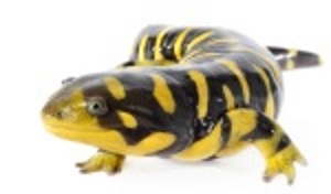 Molsalamanders (amfibieëngroep)
