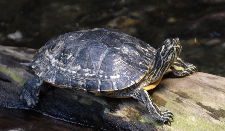 Roodwang-, geelwang- en geelbuikschildpad