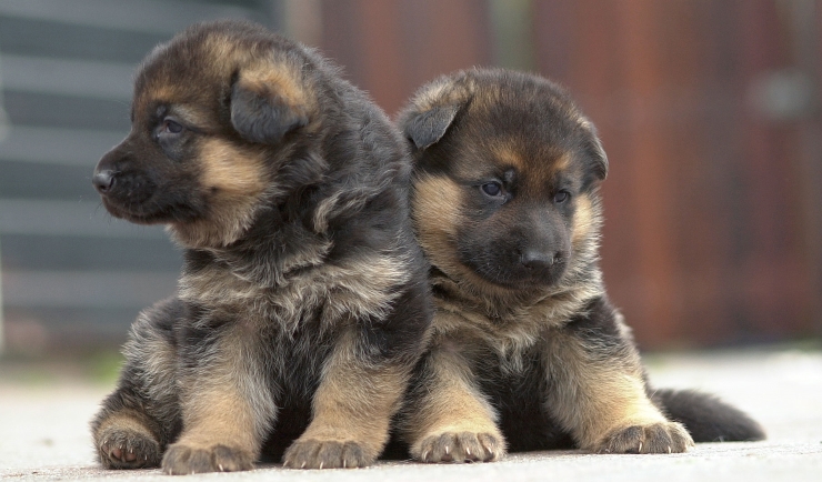 De puppy-checklist