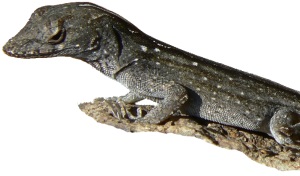 Bruine anolis