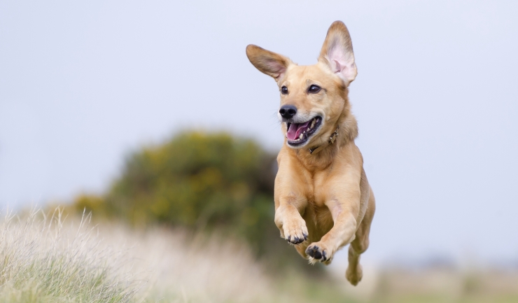 Houd uw hond gezond!