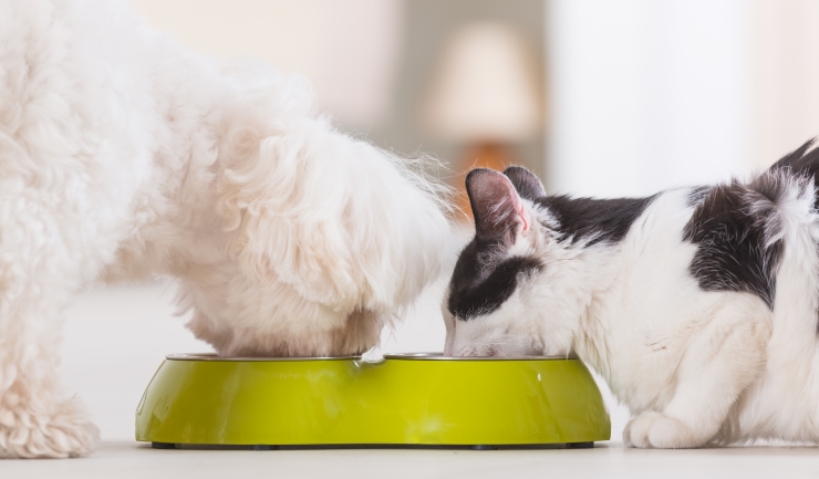 Overgewicht bij hond en kat