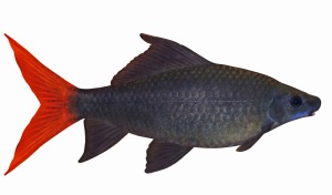 Vuurstaartlabeo