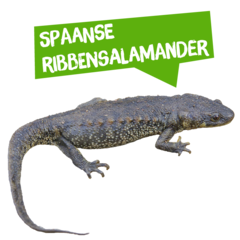 Spreekbeurt Spaanse ribbensalamander