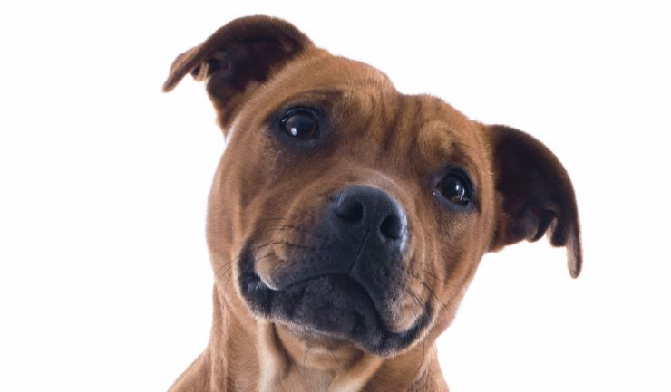 Staffordshire Bull Terrier