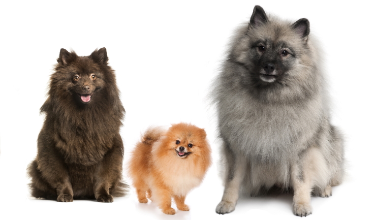 Keeshond