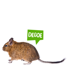 Spreekbeurt degoe