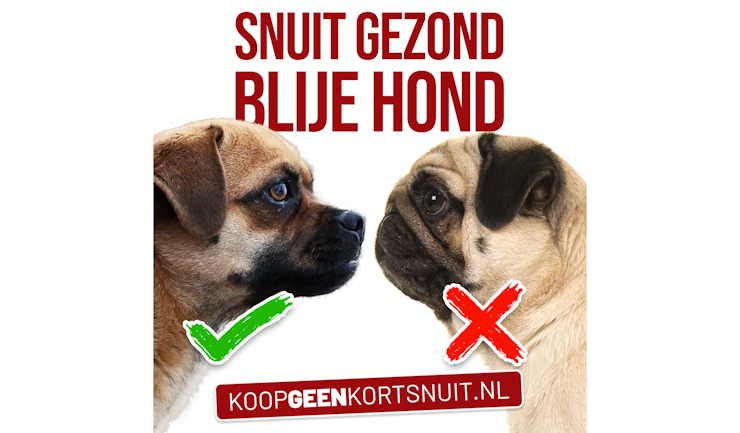 Snuit gezond, blije hond