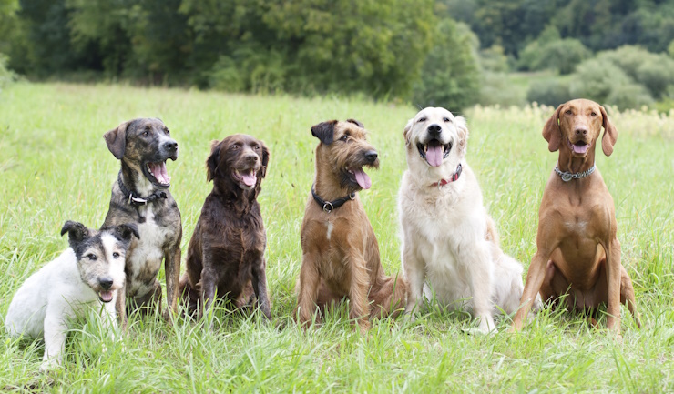 Help uw hond met artrose en doe mee aan onderzoek