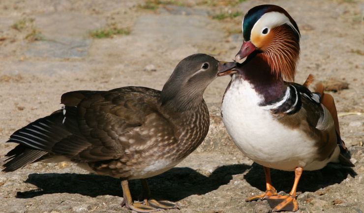 Vogelgriep vastgesteld op onderwijsinstelling in Barneveld