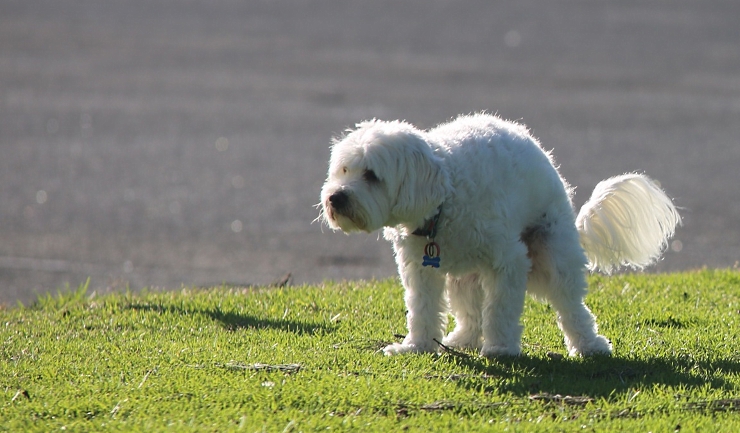Giardia bij hond en kat