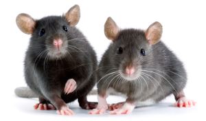 Rat