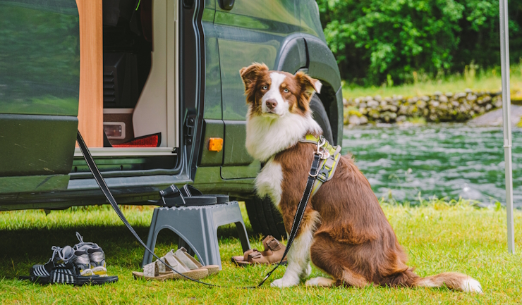 Rondreizen met de hond: niet altijd eenvoudig!