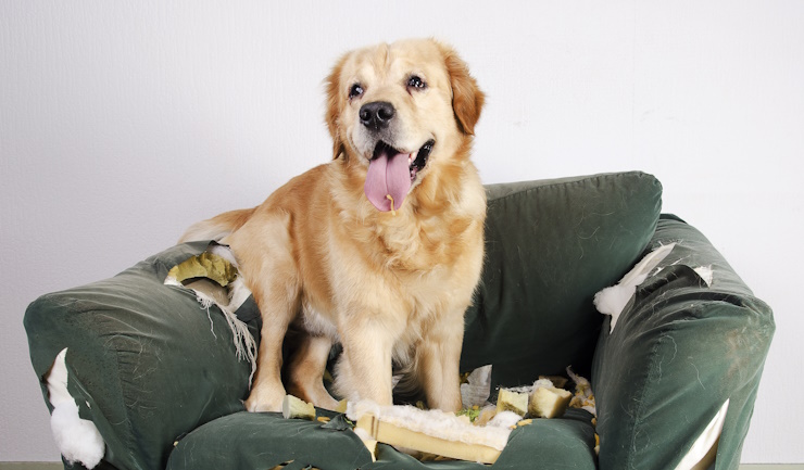 Kan je hond goed alleen thuis zijn?