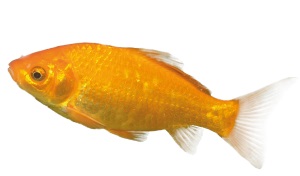 Goudvis