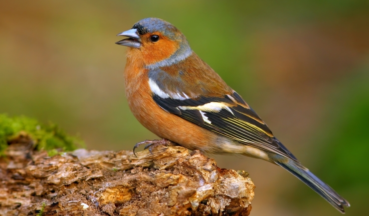 Vink