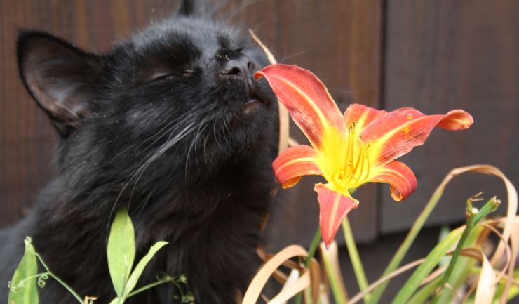 Verborgen gevaren van planten voor katten