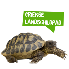 Spreekbeurt Griekse landschildpad