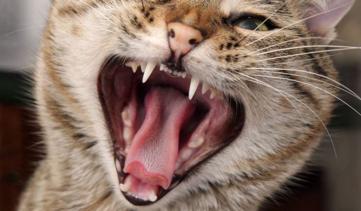 Dierenartsen houden actie voor betere gebitsverzorging