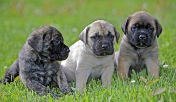 Puppychecklist