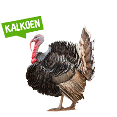 Spreekbeurt kalkoen