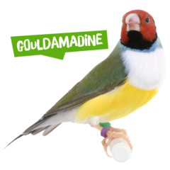 Spreekbeurt gouldamadine