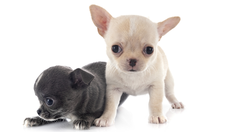 Oproep voor dierenartsen: onderzoek kortschedelige pups
