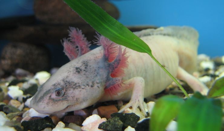 Axolotl