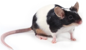 Muis