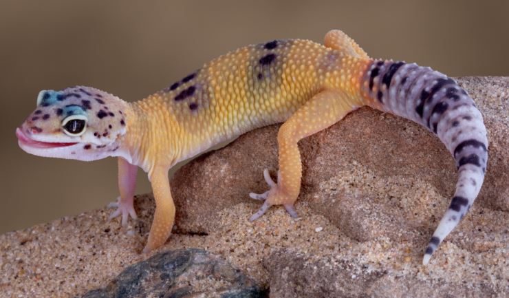 Luipaardgekko
