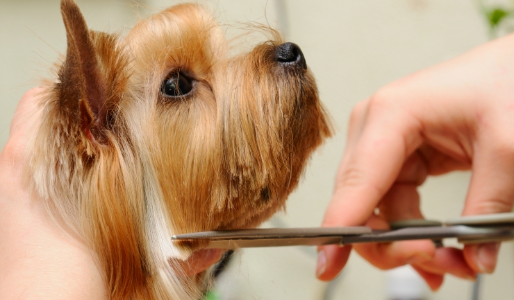 Vachtverzorging bij de hond
