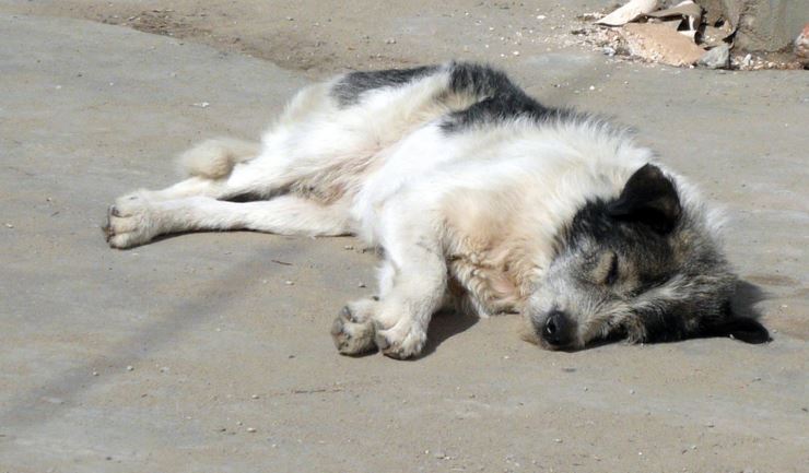 Zwerfhonden