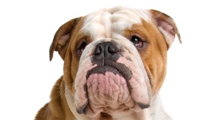 Engelse Bulldog