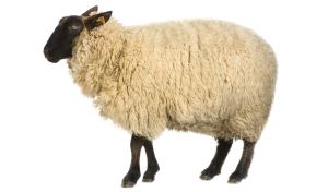 Schaap